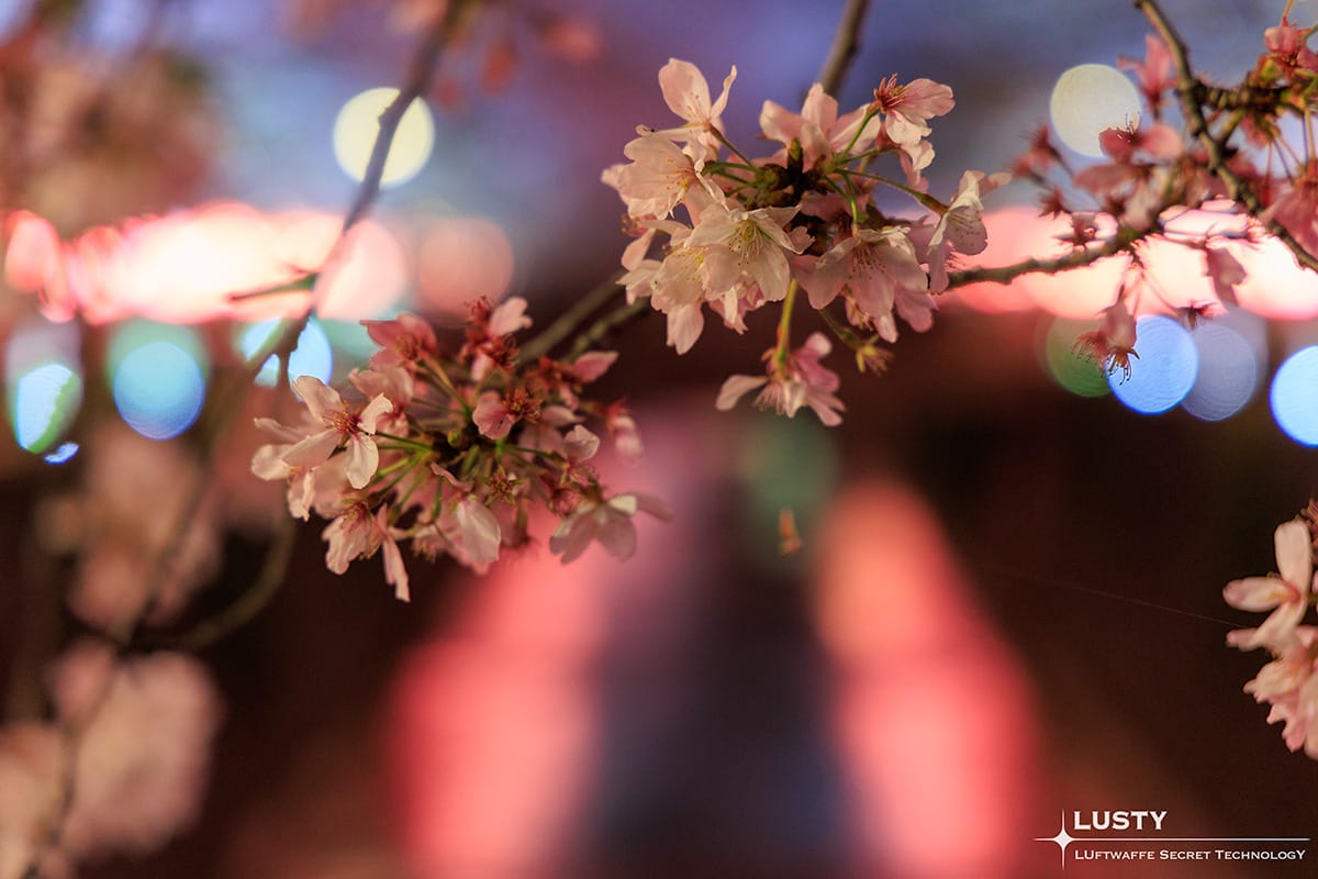벚꽃 여행 - 14. 밤의 메구로강 벚꽃 축제